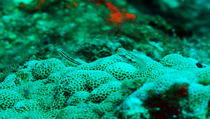 Ecsenius yaeyamaensis (八重山無鬚鳚)縮圖