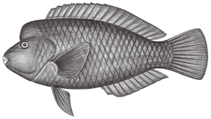 Chlorurus oedema (瘤綠鸚哥魚)縮圖