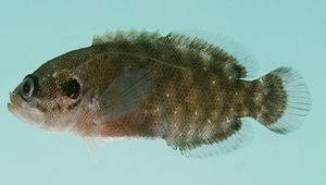 Pseudogramma polyacantha (多棘擬線鱸)縮圖