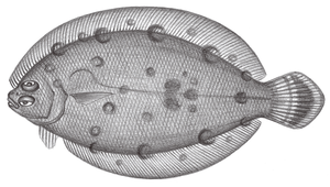 Psettina iijimae (鰜鮃)-資源代表圖