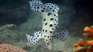 Cromileptes altivelis (駝背鱸)縮圖