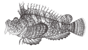Inimicus japonicus (日本鬼鮋)縮圖