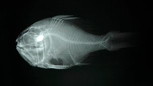 Hoplostethus mediterraneus (地中海胸燧鯛)縮圖