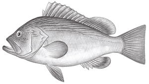 Epinephelus undulosus (波紋石斑魚)縮圖