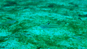 Valenciennea helsdingenii (雙帶范式塘鱧)縮圖