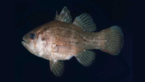 Apogonichthys perdix (鳩斑原天竺鯛)縮圖