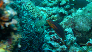 Halichoeres biocellatus (雙斑海豬魚)縮圖
