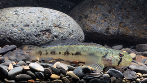 Oligolepis acutipennis (尖鰭寡鱗鰕虎)縮圖