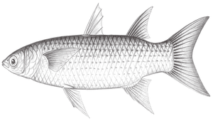 Chelon alatus (寶石龜鮻)縮圖