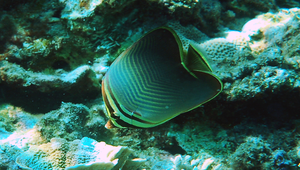 Chaetodon baronessa (曲紋蝴蝶魚)縮圖