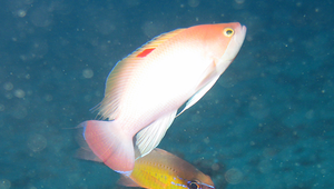 Pseudanthias hypselosoma (高體擬花鱸)縮圖