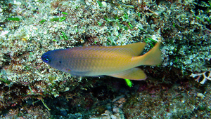 Chrysiptera rex (雷克斯刻齒雀鯛)縮圖