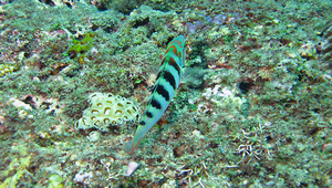 Thalassoma hardwicke (哈氏錦魚)縮圖
