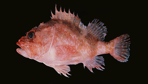 Phenacoscorpius megalops (菲律賓偽大眼鮋)縮圖