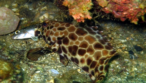 Epinephelus quoyanus (玳瑁石斑魚)縮圖