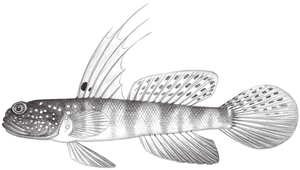 Myersina filifer (絲鰭鋤突鰕虎)縮圖