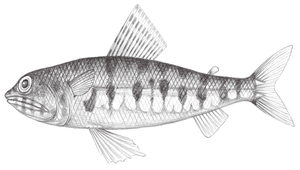 Synodus dermatogenys (革狗母魚)-資源代表圖