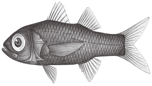 Howella zina (腭齒尖棘鯛)縮圖