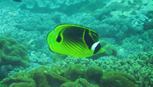 Chaetodon lunula (月斑蝴蝶魚)縮圖