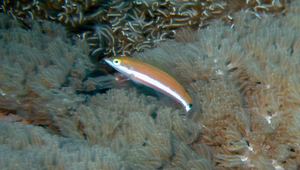 Thalassoma lutescens (胸斑錦魚)縮圖