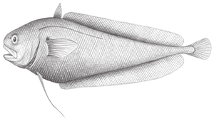 Gadella jordani (喬丹氏短稚鱈)縮圖