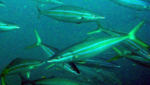 Elagatis bipinnulata (雙帶鰺)縮圖