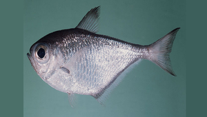 Pempheris schwenkii (南方擬金眼鯛)