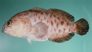 Aporops bilinearis (雙線少孔紋鯛)縮圖
