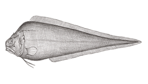 Porogadus miles (頭棘孔鼬魚)縮圖