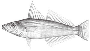 Sillago asiatica (亞洲沙鮻)-資源代表圖