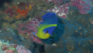 Centropyge venusta (仙女刺尻魚)縮圖