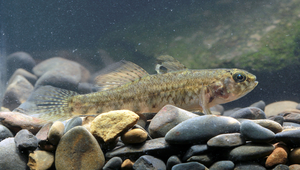 Redigobius bikolanus (拜庫雷鰕虎)-資源代表圖