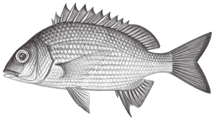 Acanthopagrus sivicolus (橘鰭棘鯛)縮圖