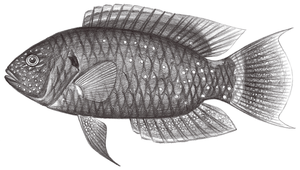 Cheilinus chlorourus (綠尾唇魚)縮圖