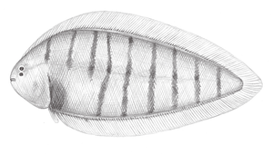 Symphurus orientalis (東方無線鰨)