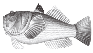Uranoscopus tosae (土佐鰧)縮圖