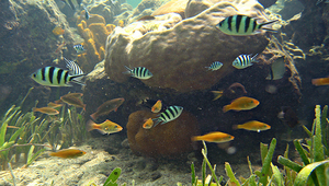 Abudefduf sexfasciatus (六線豆娘魚)-資源代表圖