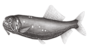 Astronesthes formosana (臺灣星衫魚)縮圖