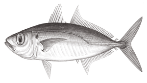 Decapterus tabl (泰勃圓鰺)縮圖