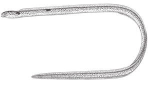 Heteroconger hassi (哈氏異糯鰻)縮圖