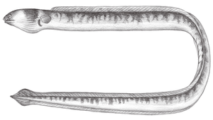 Ophichthus lithinus (石蛇鰻)縮圖