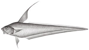 Coryphaenoides microps (細眼突吻鱈)縮圖