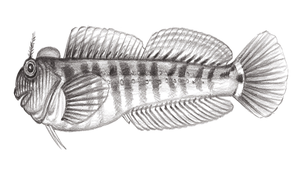 Praealticus striatus (吻紋矮冠鳚)縮圖