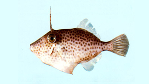 Thamnaconus tessellatus (密斑短角單棘魨)縮圖