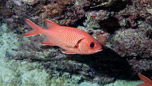 Myripristis berndti (凸頜鋸鱗魚)-資源代表圖