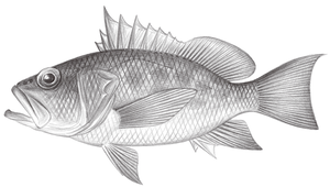 Plectranthias kamii (黃吻棘花鱸)