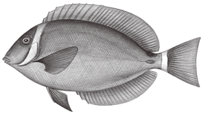 Acanthurus leucopareius (白斑刺尾鯛)縮圖
