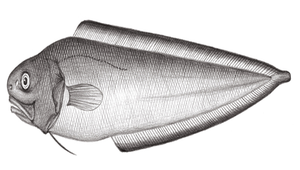 Monomitopus kumae (熊吉單趾鼬魚)縮圖