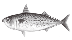 Scomber australasicus (花腹鯖)縮圖