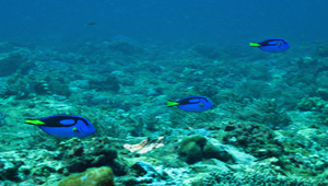 Paracanthurus hepatus (擬刺尾鯛)縮圖